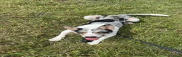 Border Collie dogs for sale: Merle border collie in Runcorn - Advert 4