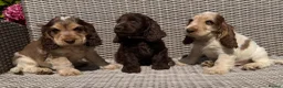 Cocker Spaniel dogs for sale: KC Show-type Chocolate & Choc Sable puppies - Advert 3