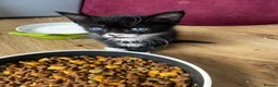 Norwegian Forest Cat cats for sale: mix norwegian kitten ready to go  - Advert 3