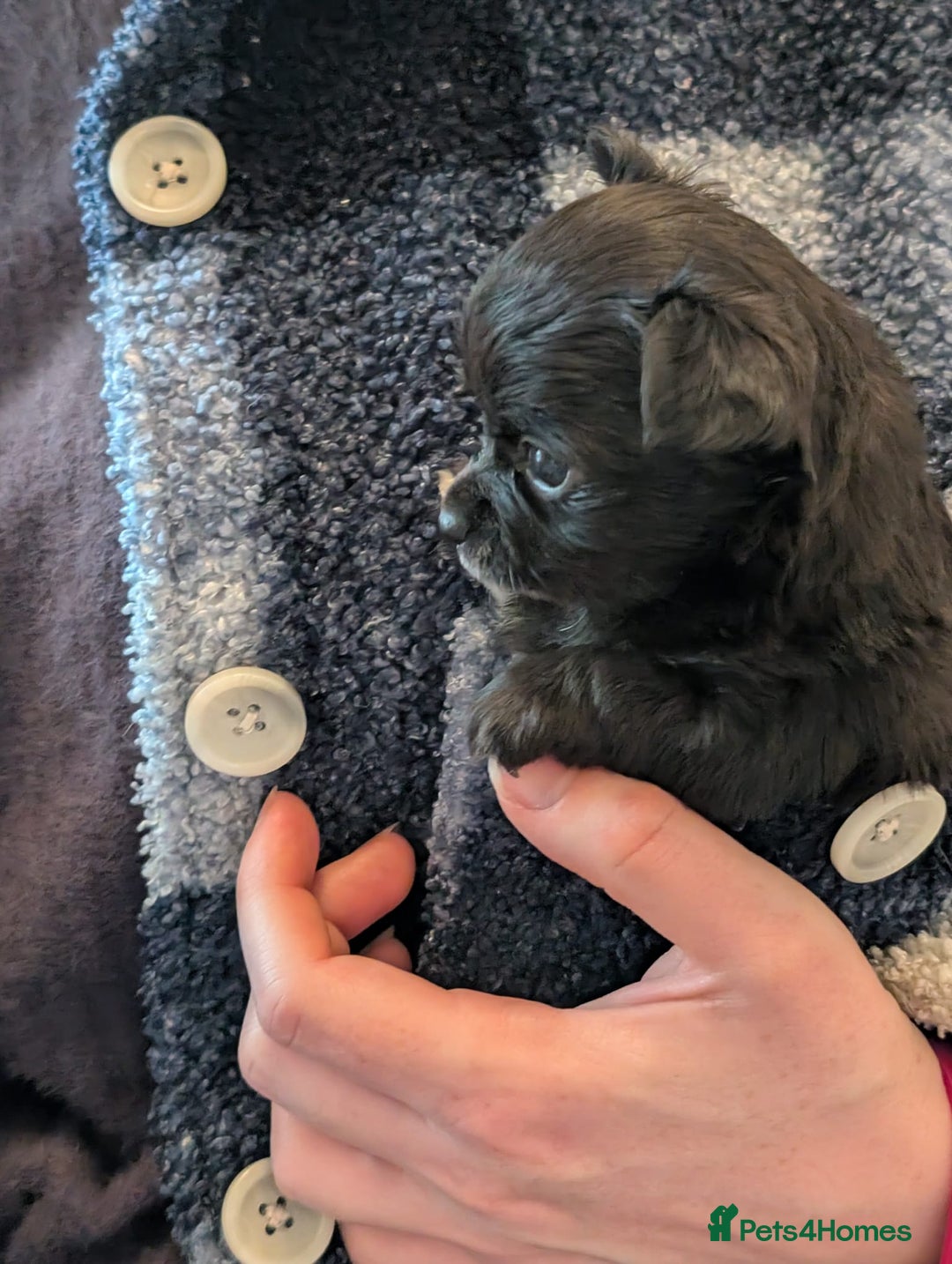 Chihuahua dogs for sale: Rare colour and tiny pedigree Chihuahuas  - Advert 37