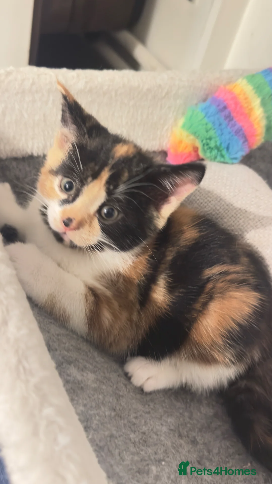 Mixed Breed cats for sale: Beautiful female cat - Advert 2