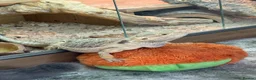 Bearded Dragon reptiles for sale: Female Bearded Dragon in Hailsham - Advert 2
