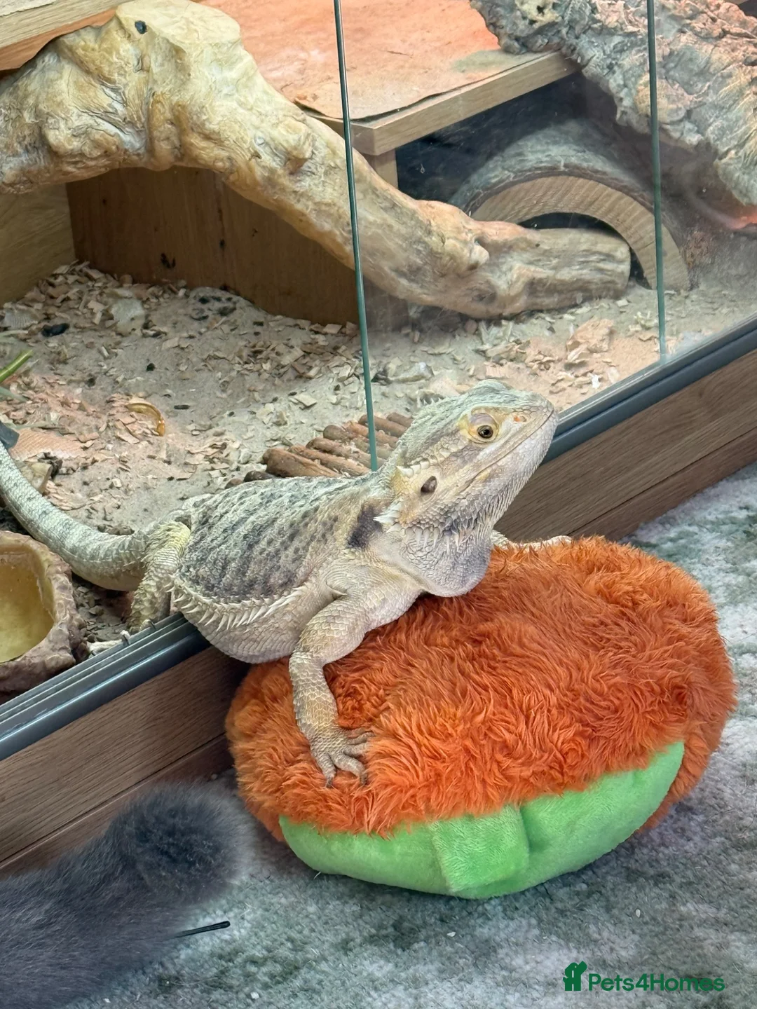 Bearded Dragon reptiles for sale: Female Bearded Dragon in Hailsham - Advert 2