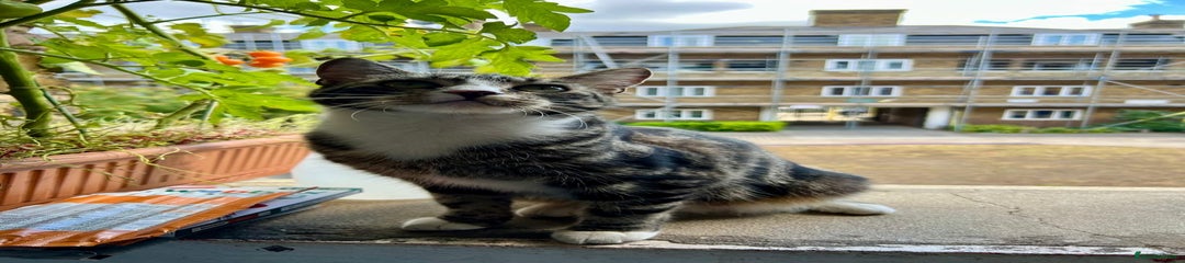 Domestic Shorthair Kitten 2