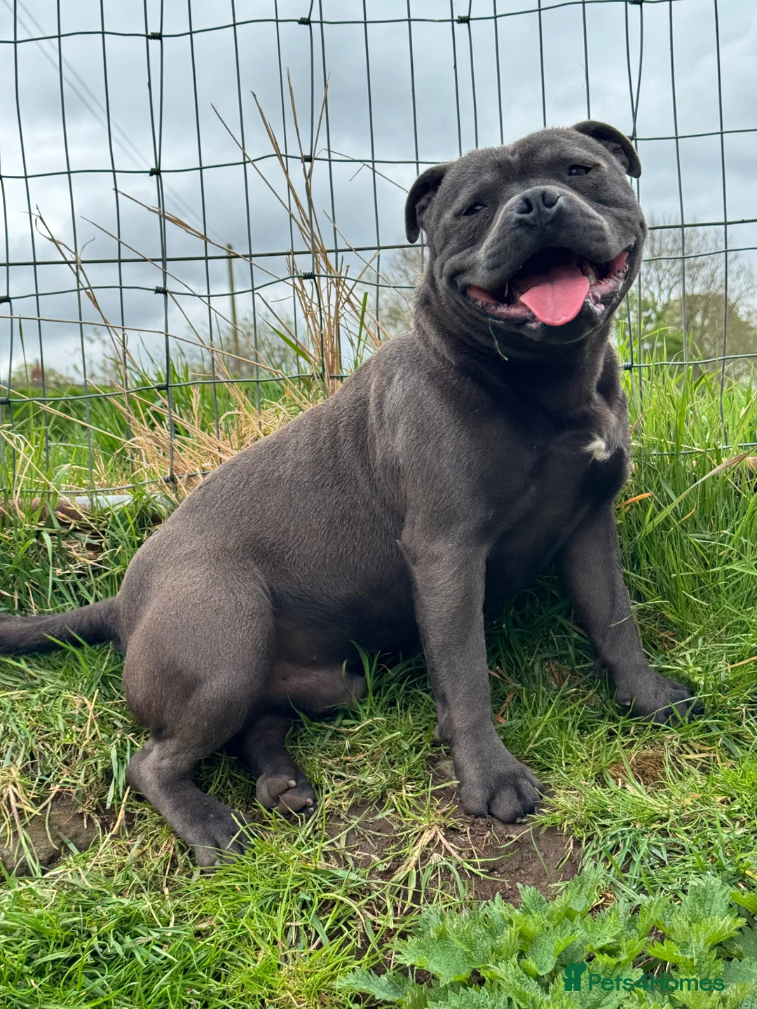 Staffordshire Bull Terrier dogs for stud: Quality health tested blue Stafford stud  - Advert 2