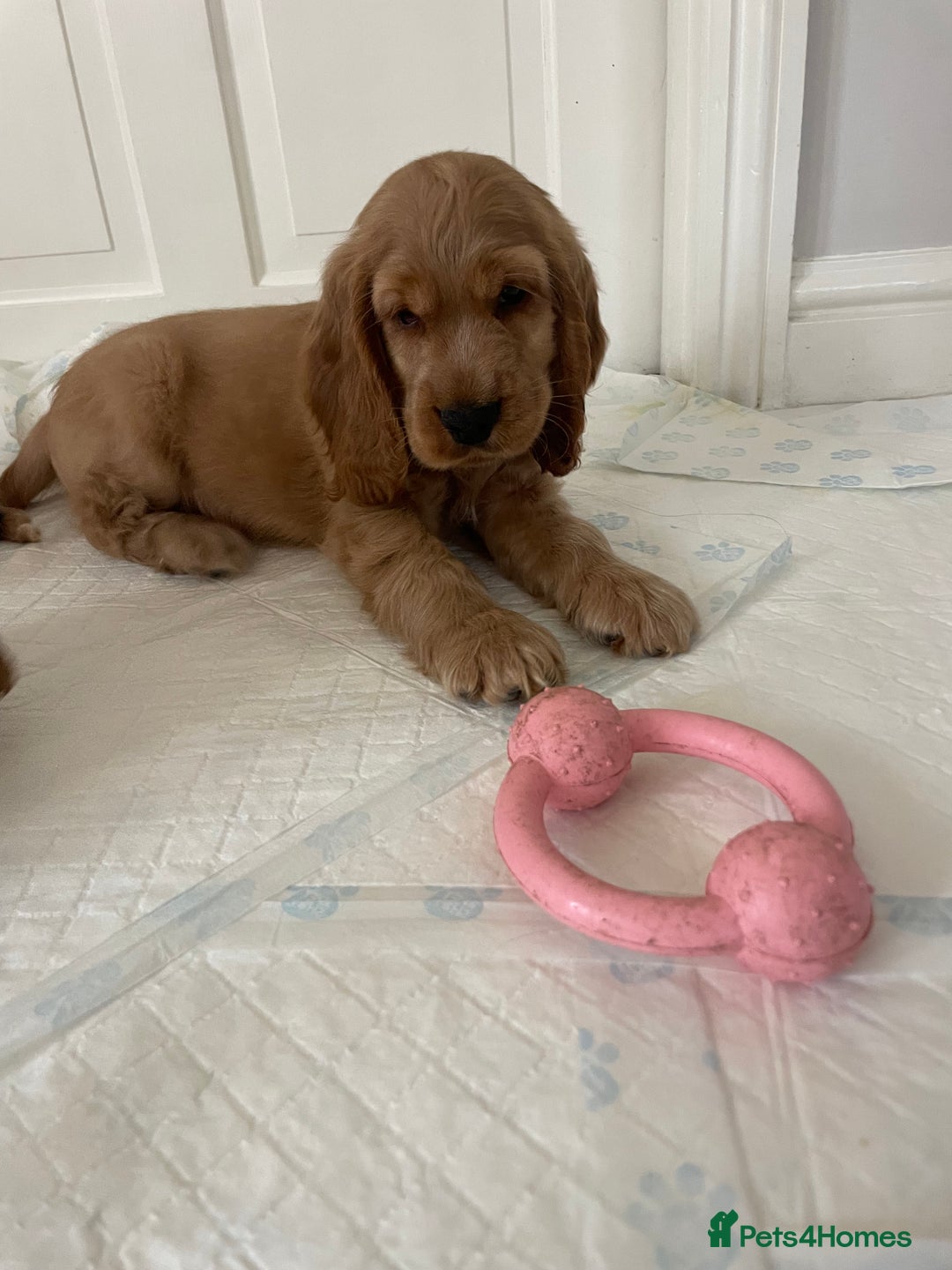 Cocker Spaniel dogs for sale: KC SHOW COCKER SPANIELS READY NOW - Image 14