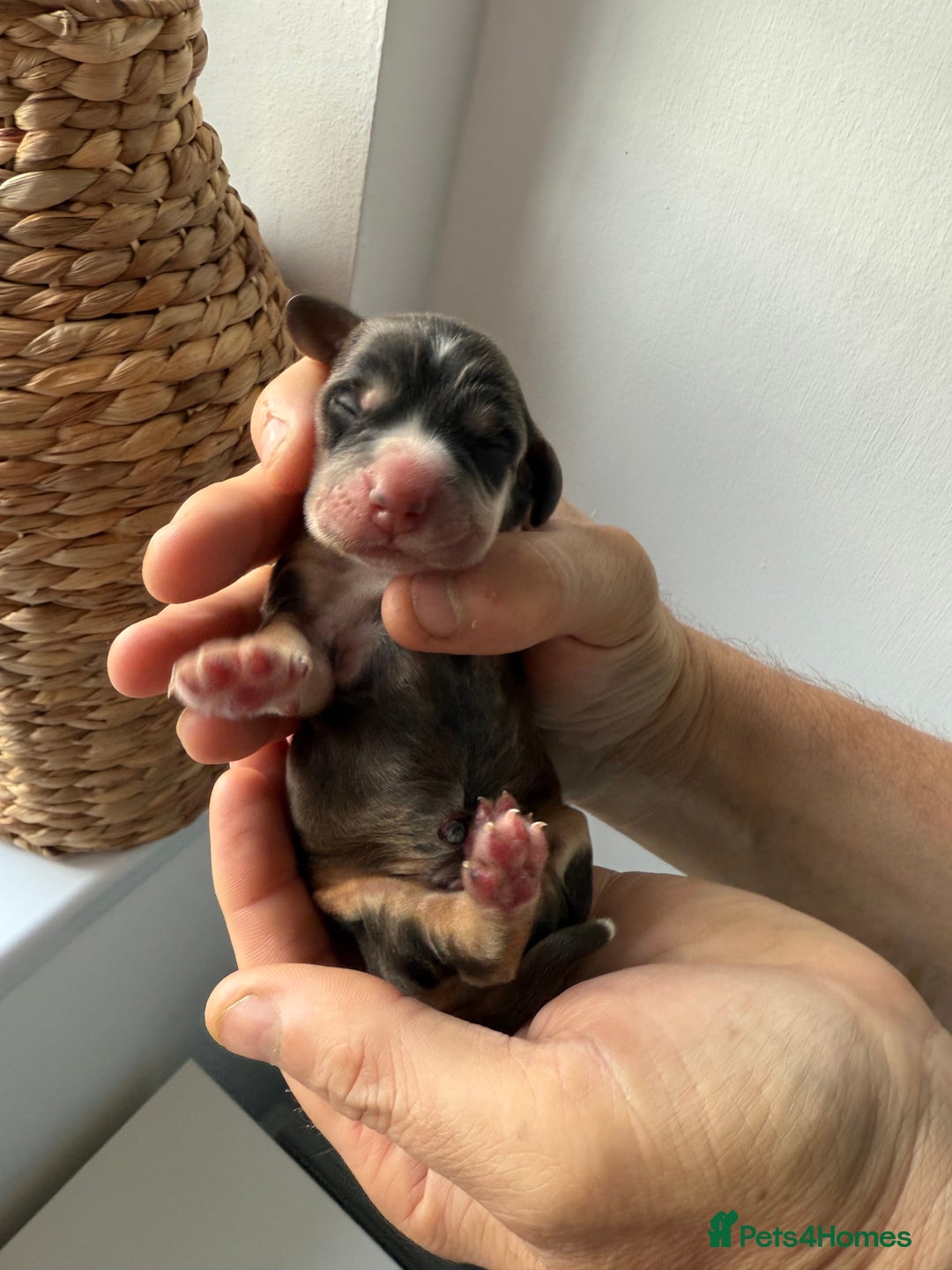 Cocker Spaniel dogs for sale: Exceptional pedigree KC champion show Cockers.  - Image 12
