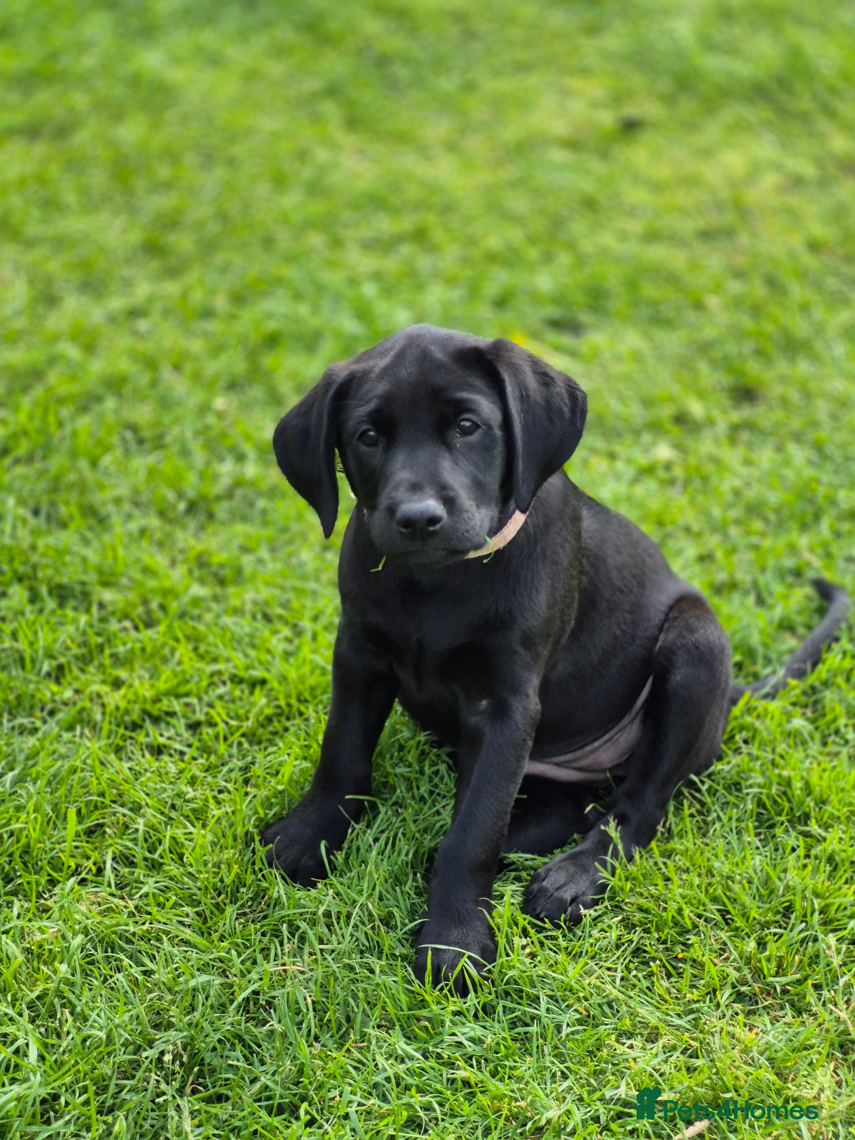Labrador Retriever dogs Labrador pups - Advert 2