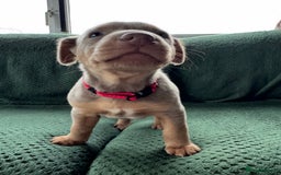 Australian Kelpie dogs for sale: Australian Kelpie Puppies WKC Registered - Image 41