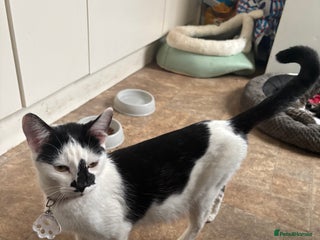 Mixed Breed cats Female Cat - Advert 1