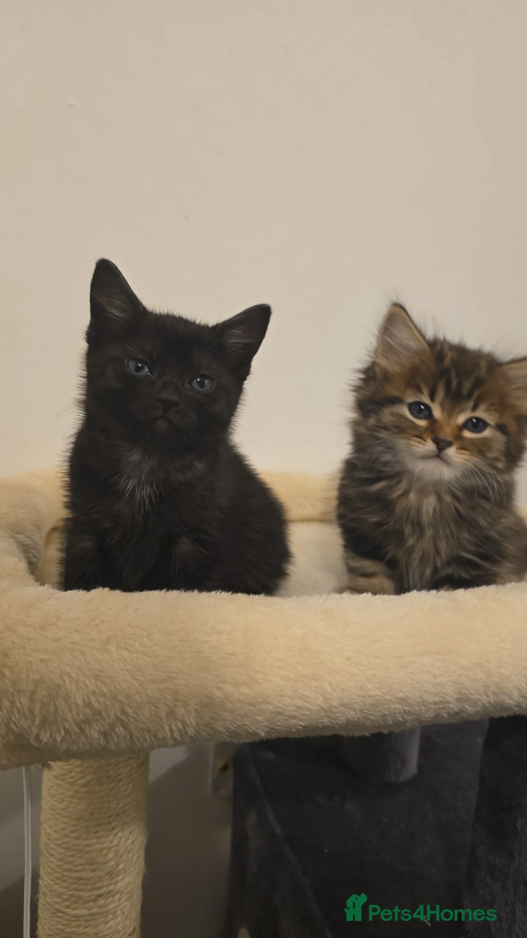 Siberian cats for sale: Mixed breed siberian father - bengal tabby mother - Advert 2