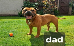Staffordshire Bull Terrier dogs for sale: Red little one ❤️ - Image 31