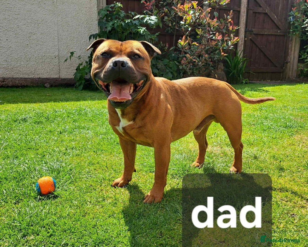 Staffordshire Bull Terrier dogs for sale: Red little one ❤️ - Image 31