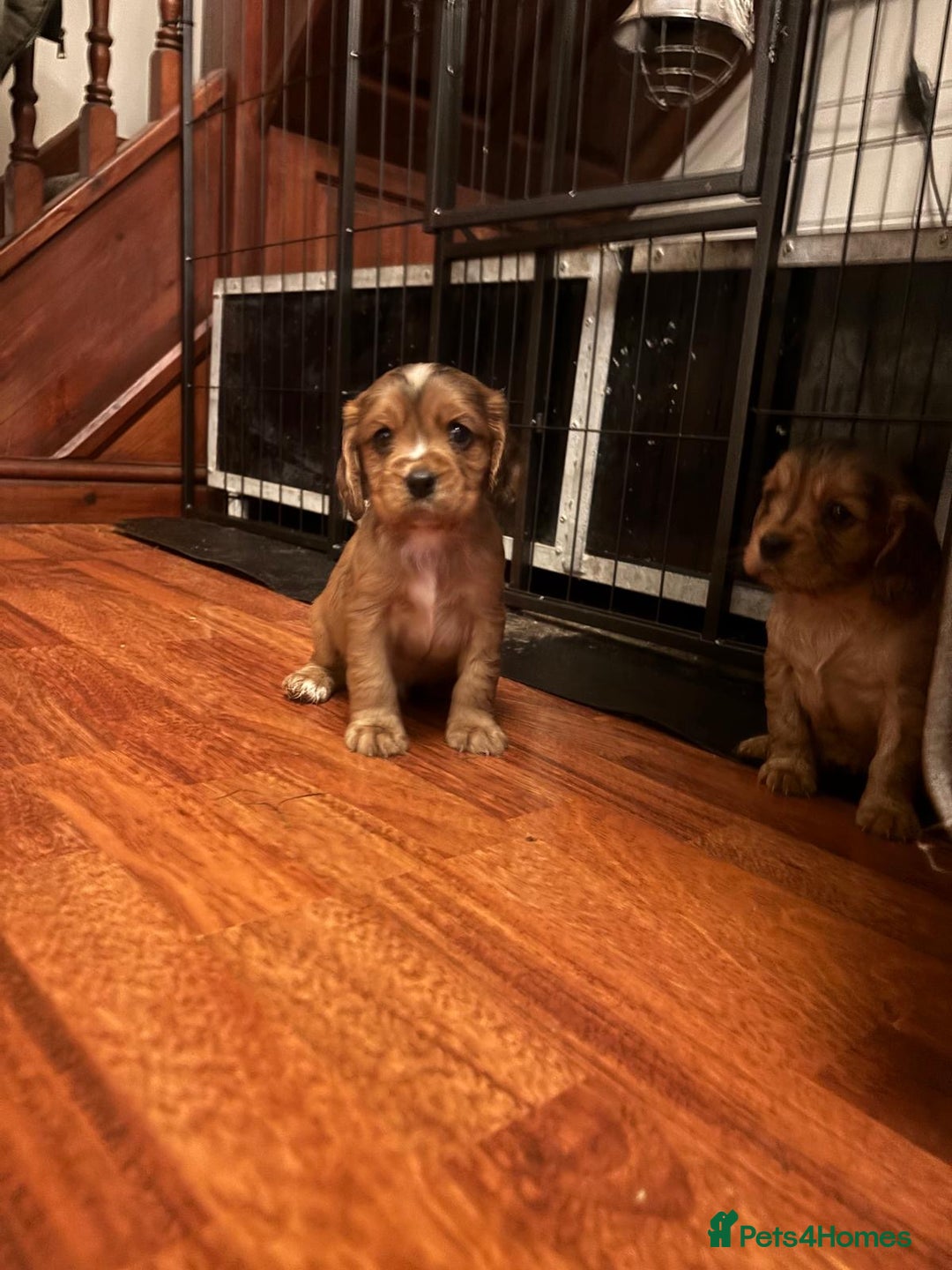 Cockalier dogs for sale: Cockalier puppies - Advert 2