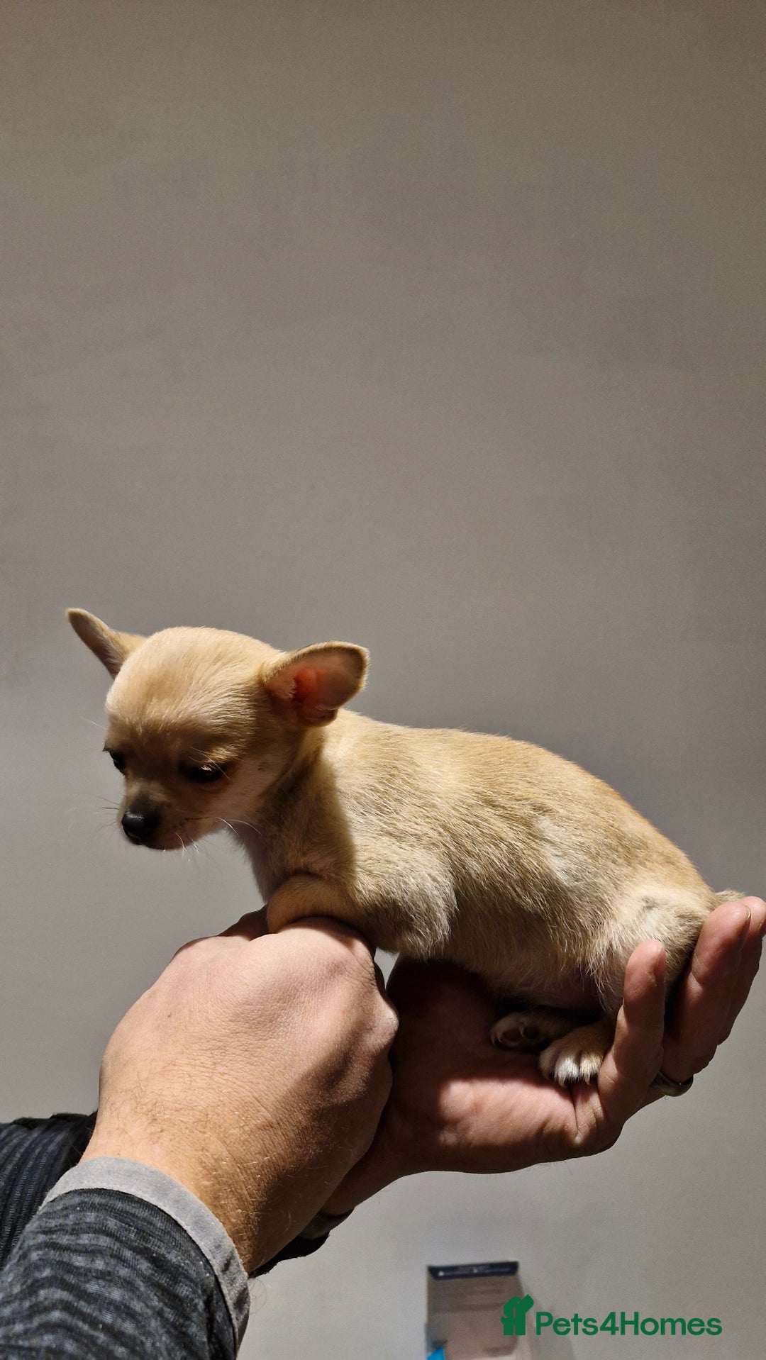 Chihuahua dogs for sale: 🐶READY TO LEAVE🐶 LAST ONE Tiny Chihuahua Puppies - Advert 25