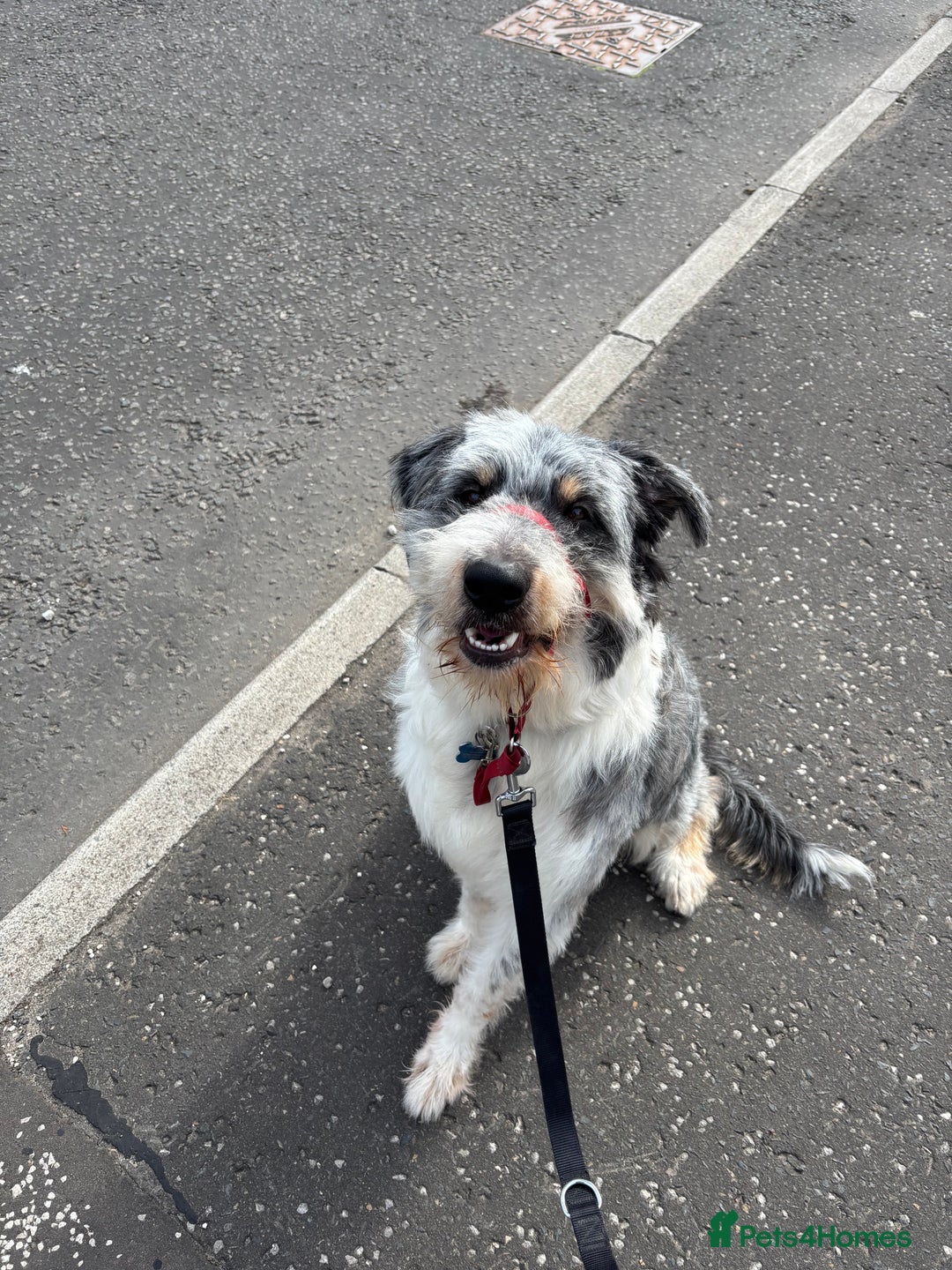 Border Collie dogs for sale: Border collie rehoming  - Image 10