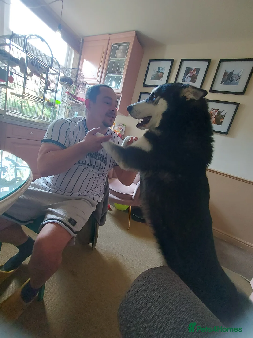 Siberian Husky dogs for stud: Shiloh, siberian husky for stud - Advert 6