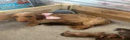 Jackshund dogs for sale: Jackshunds puppies  - Advert 16