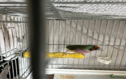 Finches birds for sale: Gouldian Finch - Image 4