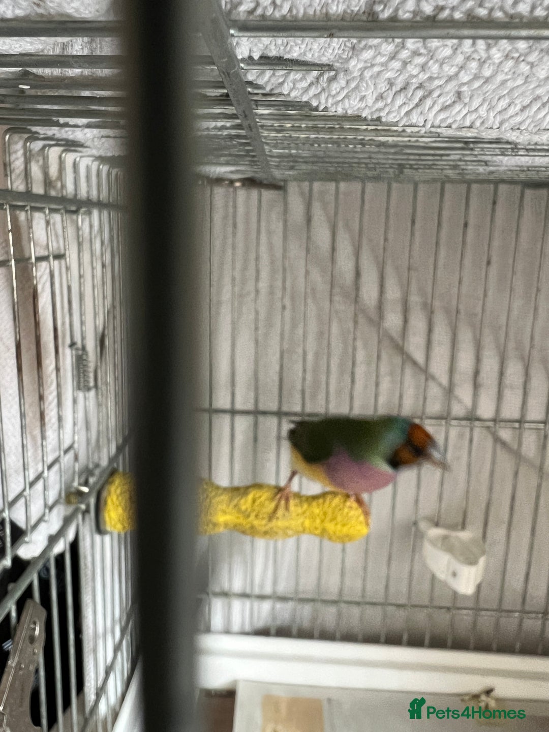 Finches birds for sale: Gouldian Finch - Image 4