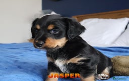 Mixed Breed dogs for sale: Parson Russell Cross Puppies  - Image 14