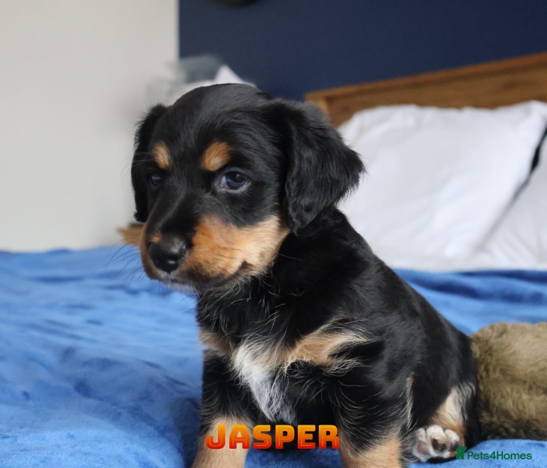 Mixed Breed dogs for sale: Parson Russell Cross Puppies  - Image 14