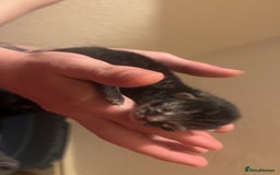 Mixed Breed cats for sale: Black Tabby kittens - Image 11