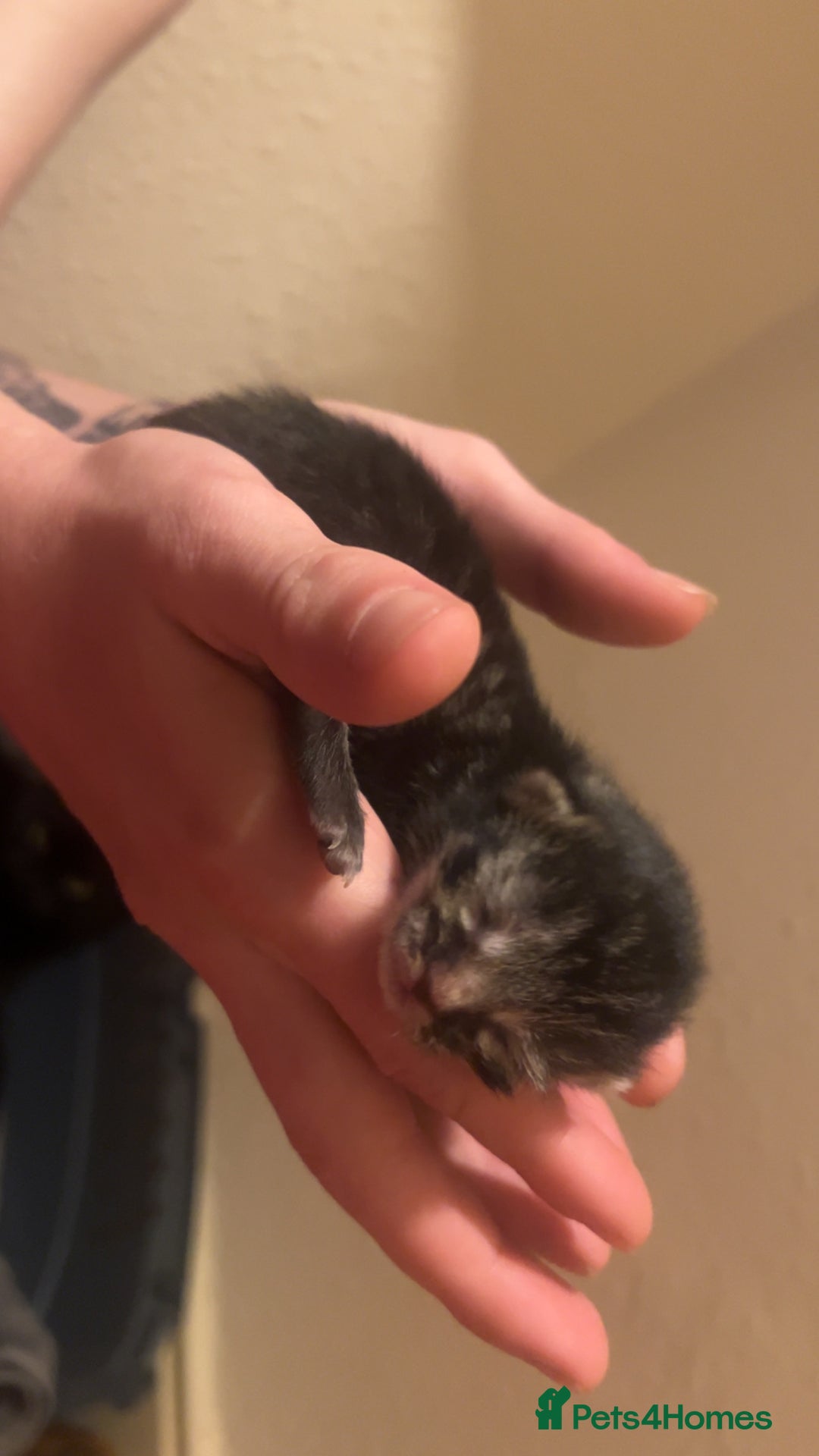 Mixed Breed cats for sale: Black Tabby kittens - Image 11