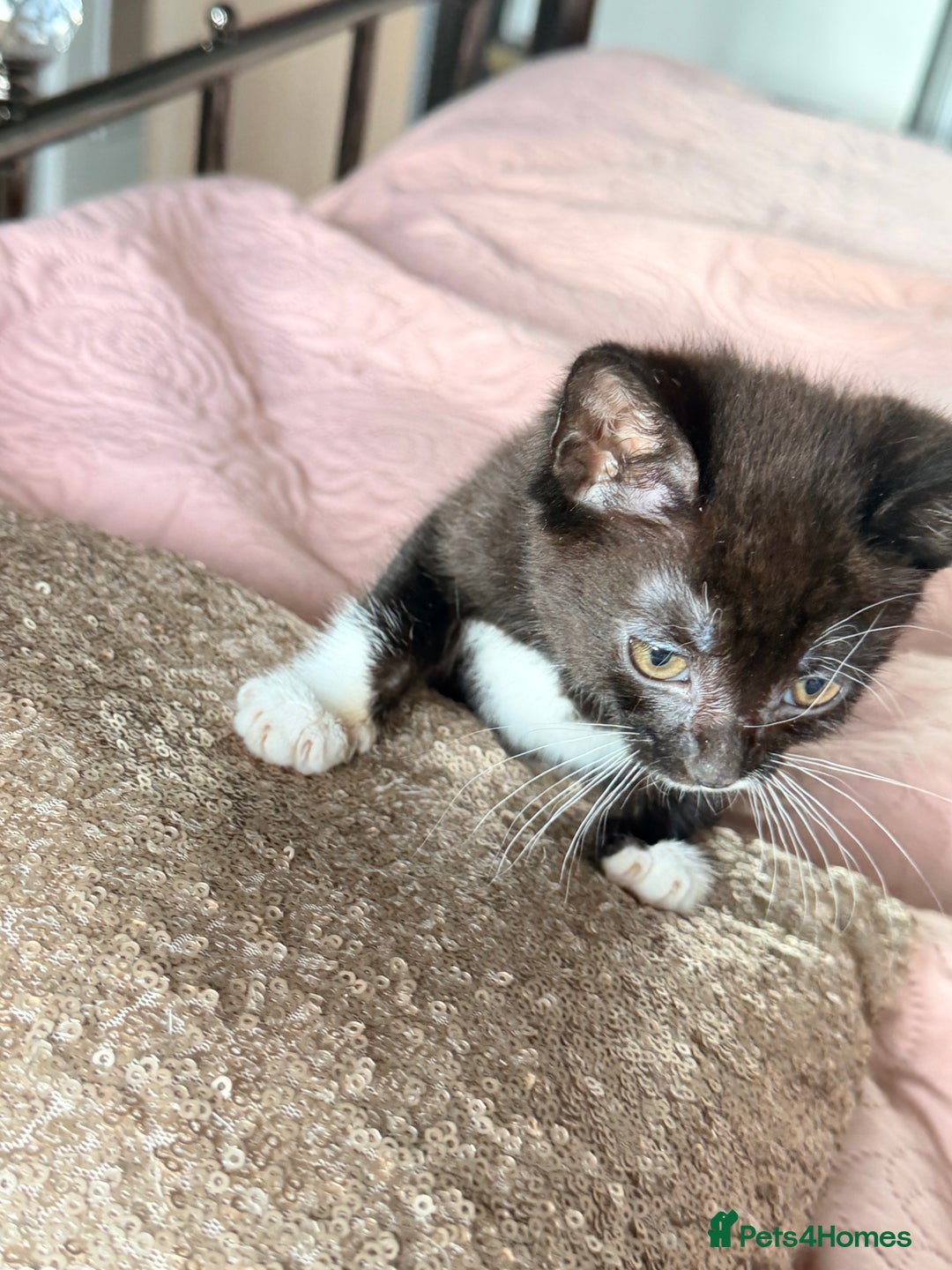 British Shorthair cats for sale: Purr-fect  **  Kittens Ready for new home - Advert 18