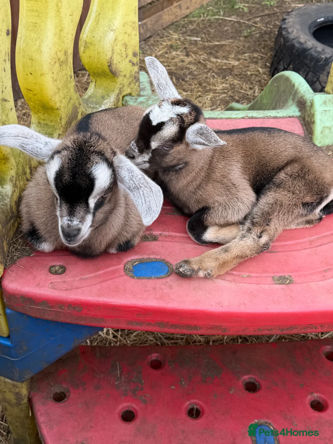 Goats livestock for sale: Pygmy x Billy’s  - Advert 2