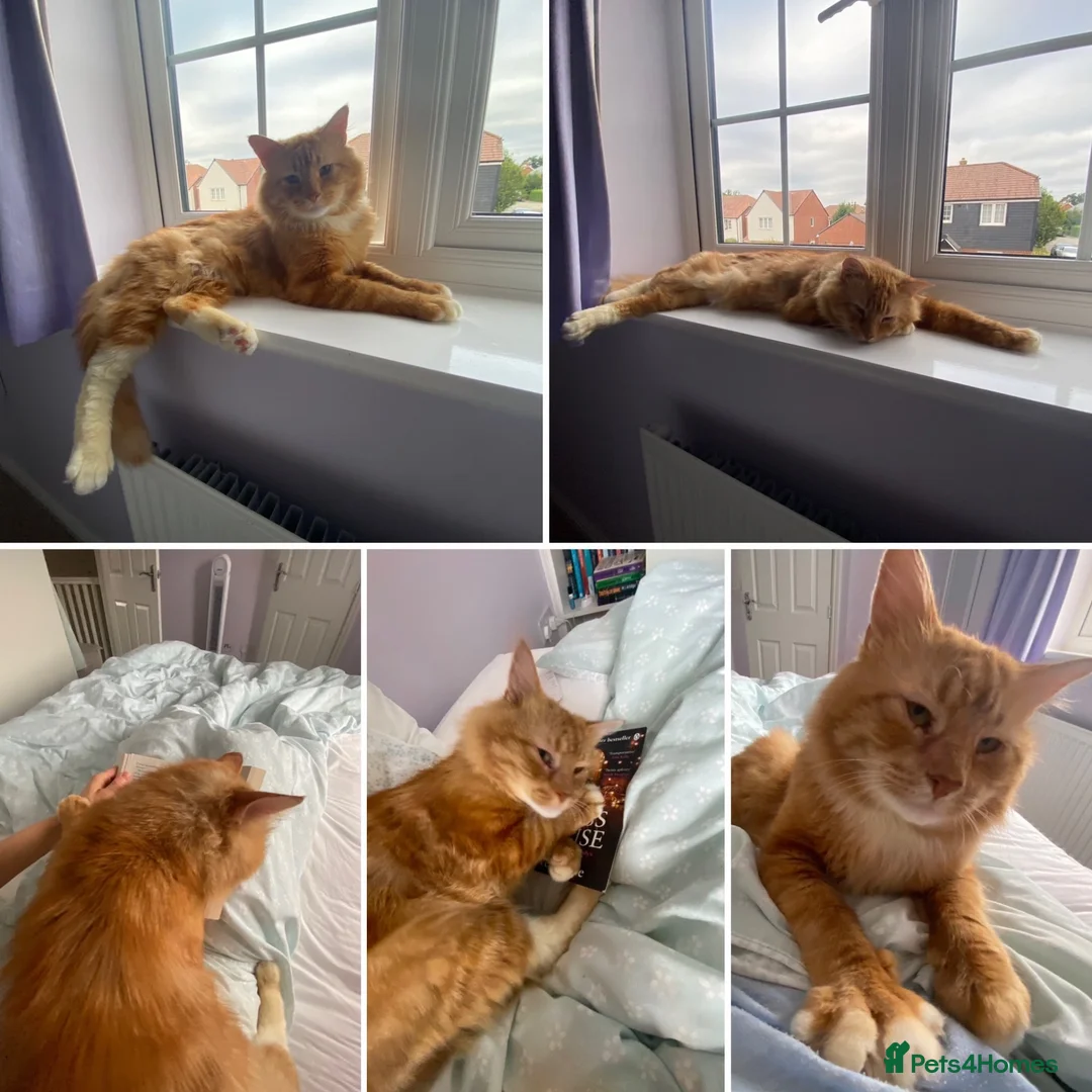 Domestic Shorthair cats for adoption: Frank, approx 2 years old, neutered male in Tadley - Advert 3