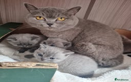 British Shorthair cats for sale: GCCF BRITISH SHORTHAIR KITTENS - Image 9