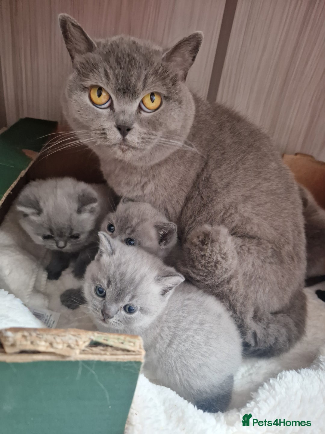 British Shorthair cats for sale: GCCF BRITISH SHORTHAIR KITTENS - Image 9