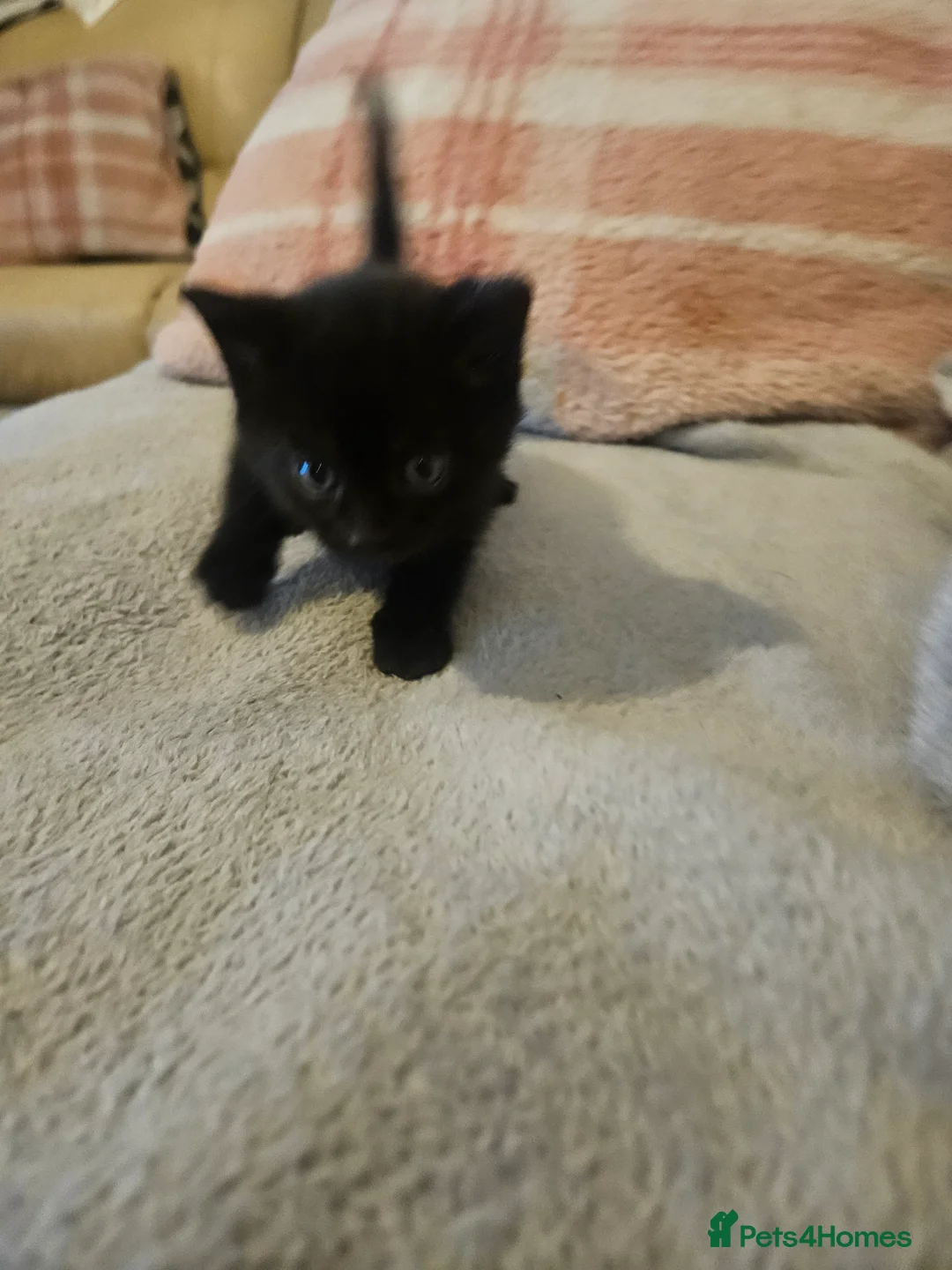 Mixed Breed cats for sale: 5 beautiful kittens available - Advert 15