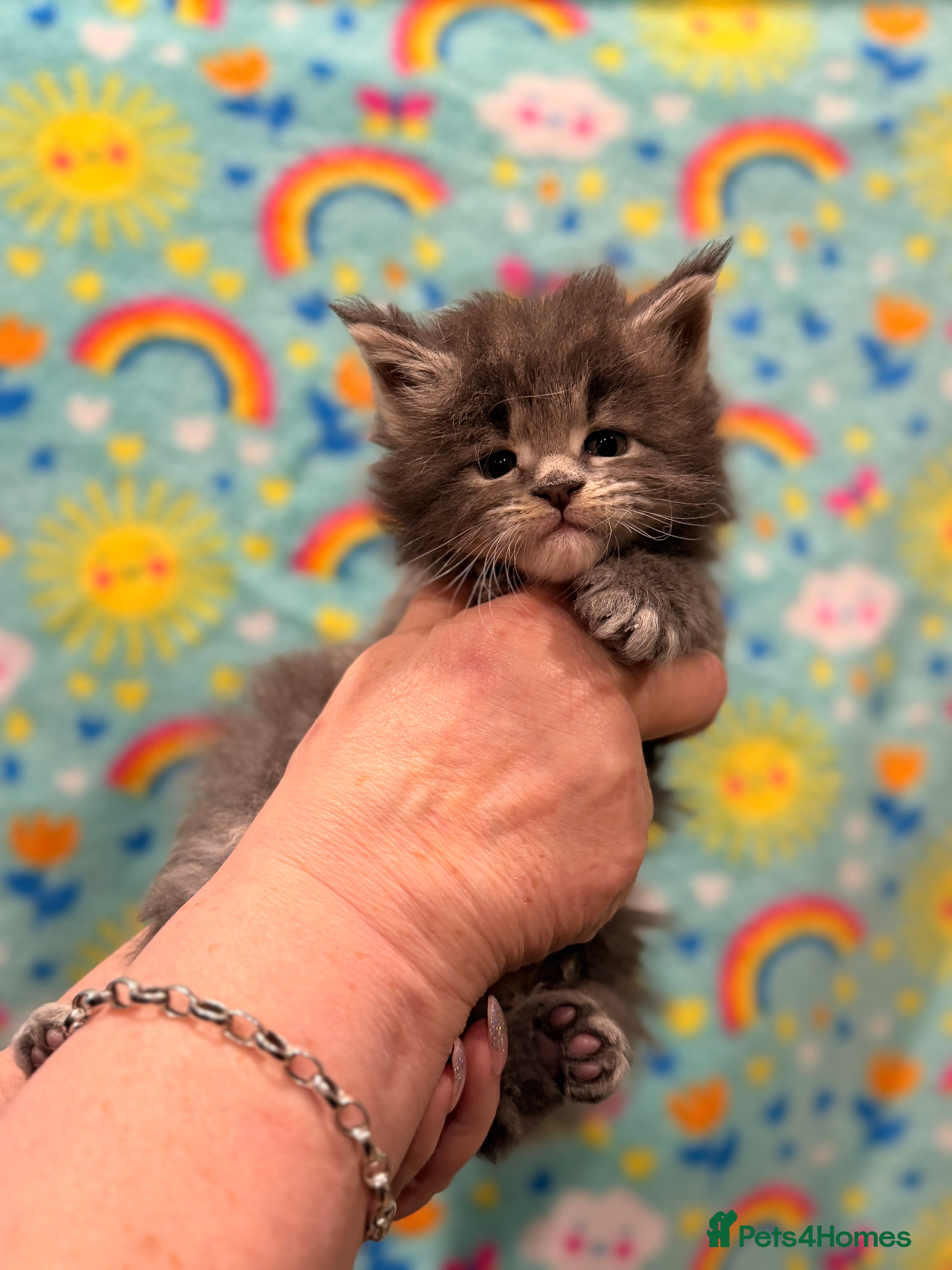 Maine Coon cats TICA REG MAINE COON KITTENS - Advert 4