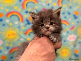 Maine Coon cats TICA REG MAINE COON KITTENS - Advert 4