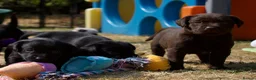 Labrador Retriever dogs for sale: Quality Labrador pups. Health tested parents - Advert 7