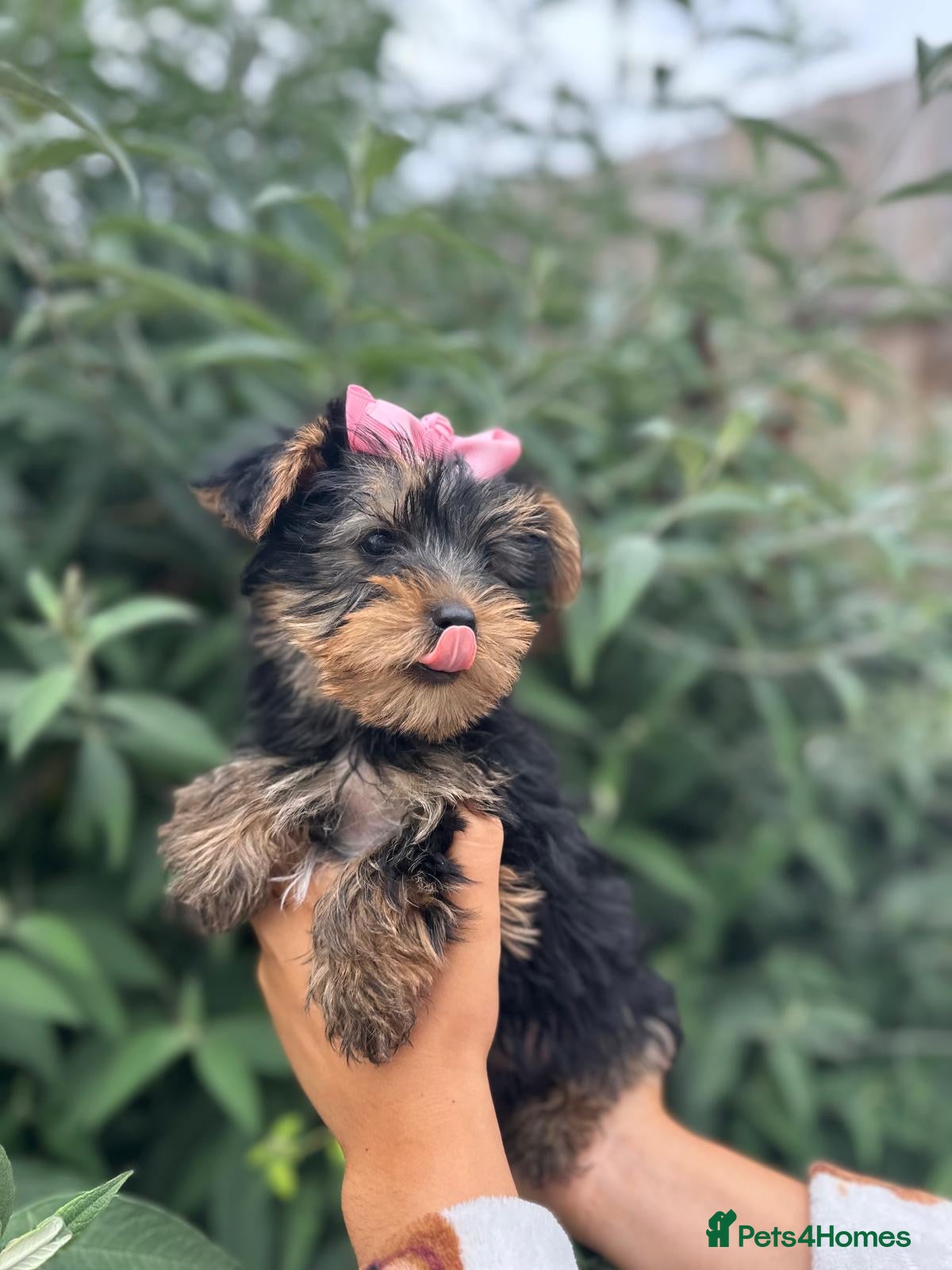 Yorkshire Terrier dogs for sale: Beautiful Yorkshire terrier puppy’s ready now - Advert 2