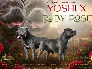 Staffordshire Bull Terrier dogs PiroxPharaonxYoshi KC bloodline champion pups - Advert 1