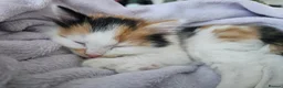 Mixed Breed cats for sale: Four Adorable Little Kittens Full of Personality - Advert 14