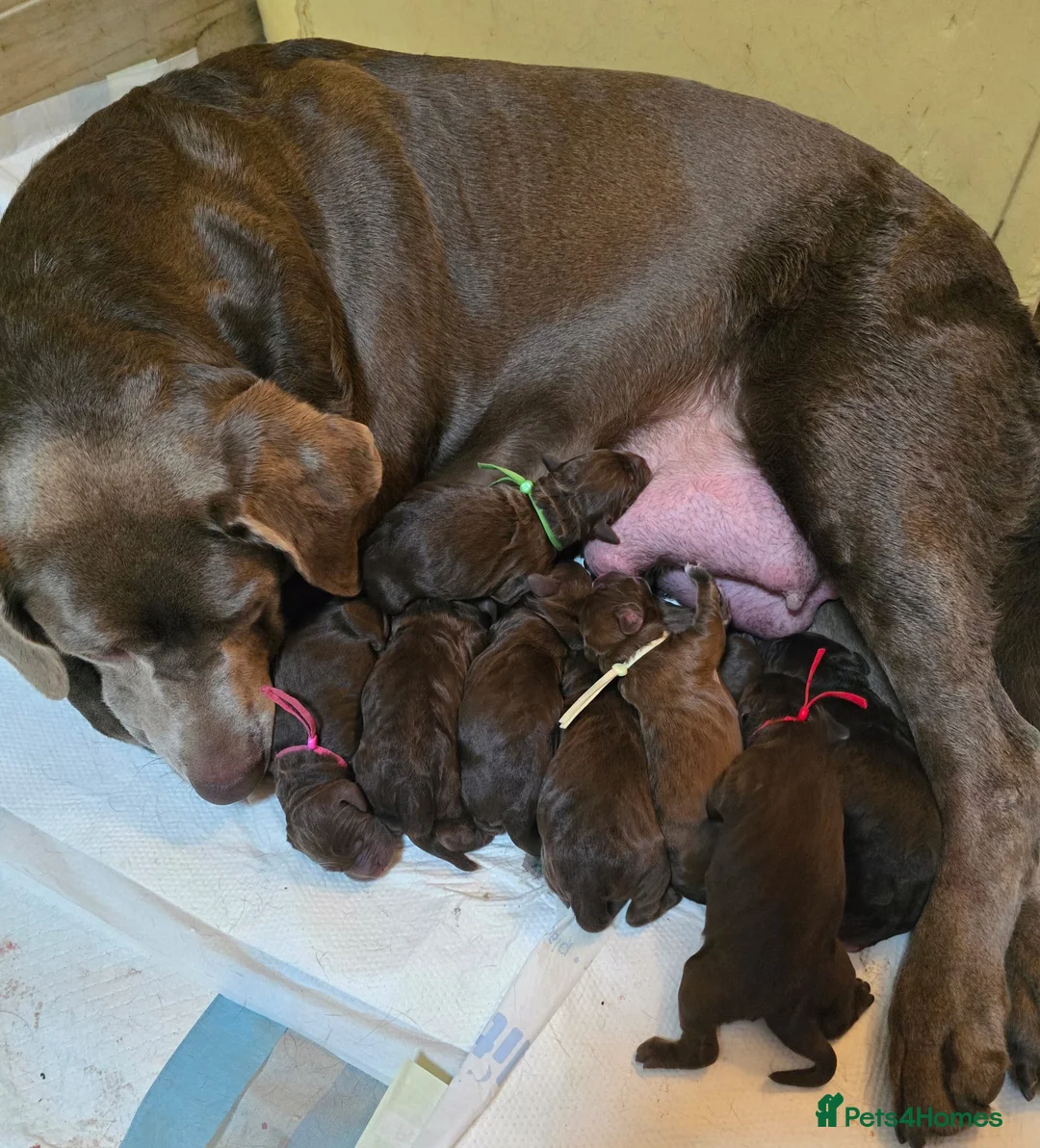 Labradoodle dogs for sale: Beautiful Labradoodle in Corby - Advert 2