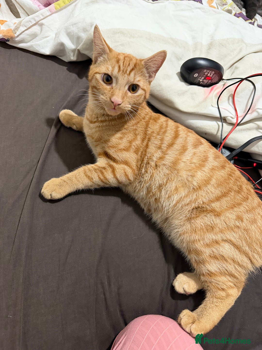 British Shorthair cats for sale: ginger kitten male - Advert 1