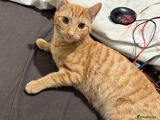 British Shorthair cats - Advert 34