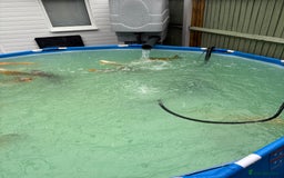 Koi Carp fish for sale: Japanese koi carp - Image 3