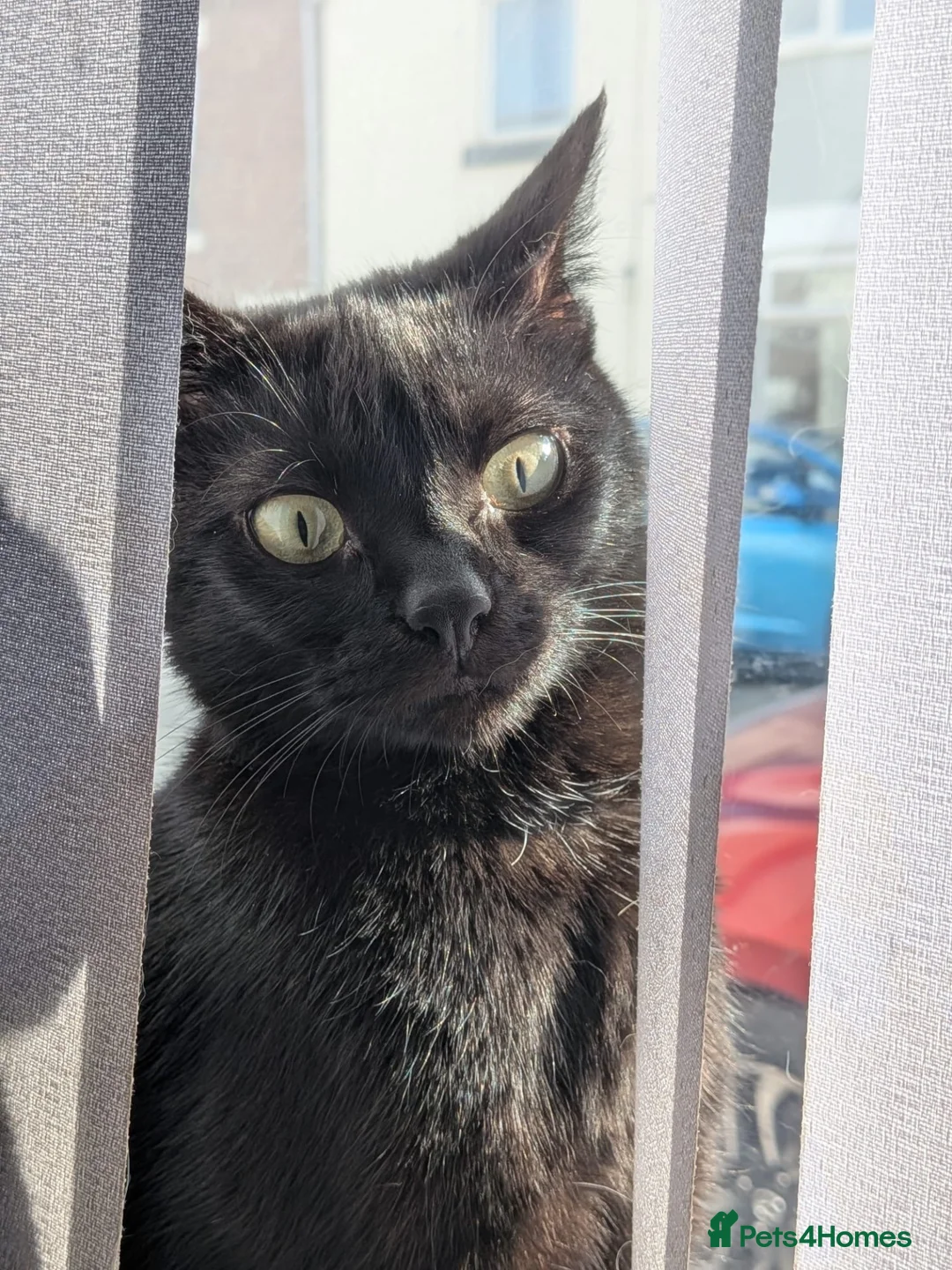 Mixed Breed cats for sale: FREE to good home in Mexborough - Advert 2