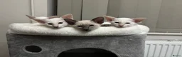 Siamese cats for sale: GCCF registered Siamese kittens - Advert 10