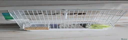 Finches birds for sale: Zebra finch with cage - Advert 4