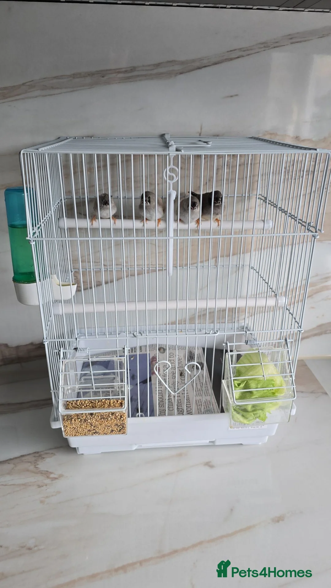 Finches birds for sale: Zebra finch with cage - Advert 4