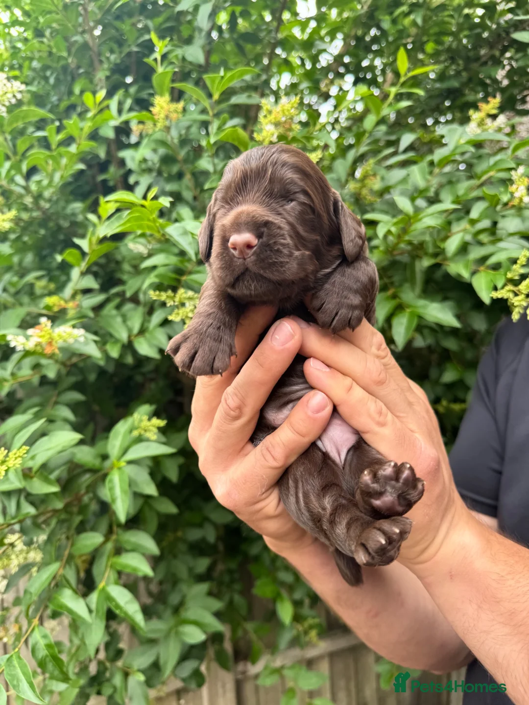 Cocker Spaniel dogs for sale: Working cocker spaniel puppy - Advert 8