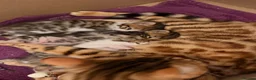 Mixed Breed cats for sale: 🐾 3 Beautiful Bengal Mix Kittens - Advert 16
